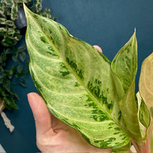 Kép betöltése a galériamegjelenítőbe: Aglaonema "Chartreuse pretty" - Rákvirág - Chinese Evergreen - Tropical Home