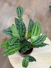 Kép betöltése a galériamegjelenítőbe: Calathea "Silver star" - Zebralevél - Tropical Home