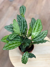 Kép betöltése a galériamegjelenítőbe: Calathea "Silver star" - Zebralevél - Tropical Home