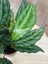 Kép betöltése a galériamegjelenítőbe: Calathea "Silver star" - Zebralevél - Tropical Home