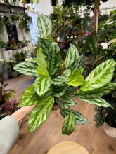 Kép betöltése a galériamegjelenítőbe: Calathea "Silver star" - Zebralevél - Tropical Home