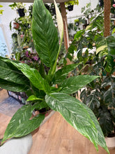 Kép betöltése a galériamegjelenítőbe: Spathiphyllum 'Diamond' variegated - Vitorlavirág tarka - Peace lily - Tropical Home