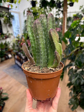 Kép betöltése a galériamegjelenítőbe: Stapelia gigantea - Dögvirág - Tropical Home