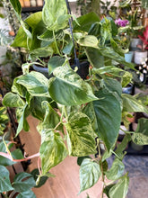 Kép betöltése a galériamegjelenítőbe: Philodendron hederaceum var. oxycardium variegata 15cm
