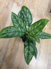 Kép betöltése a galériamegjelenítőbe: Aglaonema "Painted princess" - Rákvirág - Chinese Evergreen