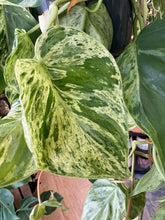 Kép betöltése a galériamegjelenítőbe: Philodendron hederaceum var. oxycardium variegata 15cm