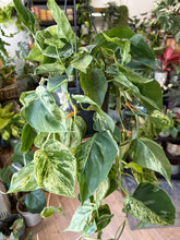 Kép betöltése a galériamegjelenítőbe: Philodendron hederaceum var. oxycardium variegata 15cm