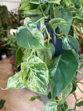 Kép betöltése a galériamegjelenítőbe: Philodendron hederaceum var. oxycardium variegata 15cm
