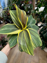 Kép betöltése a galériamegjelenítőbe: Cordyline fruticosa "Chocolate Queen"- Hawaiian ti plant - Tropical Home