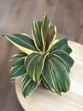 Kép betöltése a galériamegjelenítőbe: Cordyline fruticosa "Chocolate Queen"- Hawaiian ti plant - Tropical Home