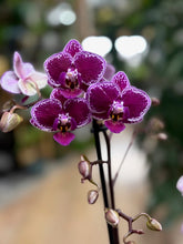 Kép betöltése a galériamegjelenítőbe: Phalaenopsis Chia E Yenlin variegata