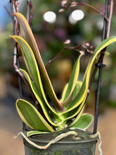 Kép betöltése a galériamegjelenítőbe: Phalaenopsis Chia E Yenlin variegata