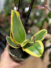 Kép betöltése a galériamegjelenítőbe: Phalaenopsis Chia E Yenlin variegata