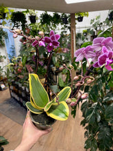 Kép betöltése a galériamegjelenítőbe: Phalaenopsis Chia E Yenlin variegata