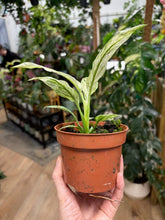 Kép betöltése a galériamegjelenítőbe: Spathiphyllum 'Sensation' variegated - Vitorlavirág tarka - Peace lily - Tropical Home
