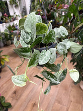 Kép betöltése a galériamegjelenítőbe: Scindapsus pictus "Silvery ann" - Ezüstös szobafutóka - akasztós cserépben - Tropical Home