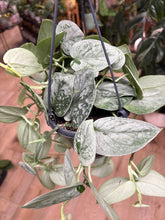 Kép betöltése a galériamegjelenítőbe: Scindapsus pictus "Silvery ann" - Ezüstös szobafutóka - akasztós cserépben - Tropical Home