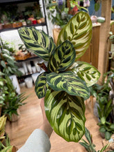 Kép betöltése a galériamegjelenítőbe: Calathea makoyana - Pávás zebralevél - Peacock plant - Tropical Home