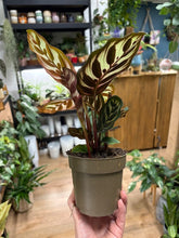 Kép betöltése a galériamegjelenítőbe: Calathea makoyana - Pávás zebralevél - Peacock plant - Tropical Home