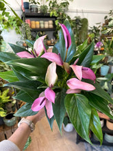 Kép betöltése a galériamegjelenítőbe: Anthurium andreanum "Zizou" 12cm