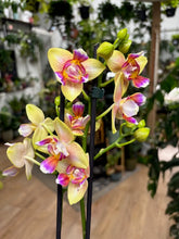 Kép betöltése a galériamegjelenítőbe: Phalaenopsis I-Hsin Venus peloric - Tropical Home