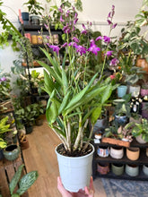Kép betöltése a galériamegjelenítőbe: Dendrobium "Berry oda"