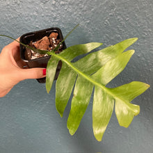 Kép betöltése a galériamegjelenítőbe: Epiphyllum chrysocardium - Páfránylevél kaktusz - Fernleaf cactus - Tropical Home