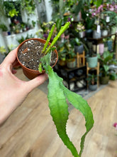Kép betöltése a galériamegjelenítőbe: Epiphyllum"Dietmar Paetz"