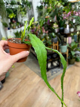 Kép betöltése a galériamegjelenítőbe: Epiphyllum"Dietmar Paetz"
