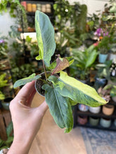 Kép betöltése a galériamegjelenítőbe: Alocasia lauterbachiana variegata 6cm