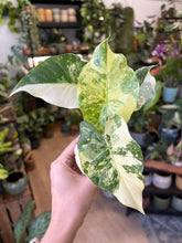 Kép betöltése a galériamegjelenítőbe: Alocasia gageana albo variegata 6cm