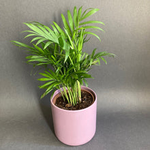 Kép betöltése a galériamegjelenítőbe: Chamaedorea elegans - Mexikói gyompálma - Parlor palm - Tropical Home
