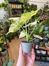 Kép betöltése a galériamegjelenítőbe: Alocasia gageana albo variegata 6cm