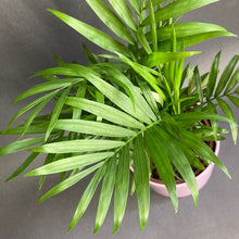 Kép betöltése a galériamegjelenítőbe: Chamaedorea elegans - Mexikói gyompálma - Parlor palm - Tropical Home