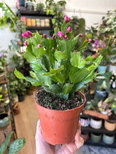 Kép betöltése a galériamegjelenítőbe: Schlumbergera bridgesii - Karácsonyi kaktusz, 3 színben - Christmas cactus