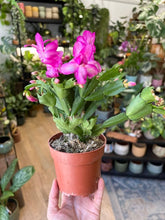 Kép betöltése a galériamegjelenítőbe: Schlumbergera bridgesii - Karácsonyi kaktusz, 3 színben - Christmas cactus
