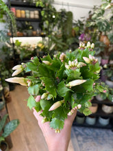Kép betöltése a galériamegjelenítőbe: Schlumbergera bridgesii - Karácsonyi kaktusz, 3 színben - Christmas cactus