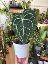 Kép betöltése a galériamegjelenítőbe: Anthurium clarinervium 12cm