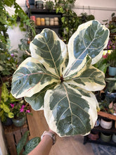 Kép betöltése a galériamegjelenítőbe: Ficus lyrata variegata - Lantlevelű fikusz -Fiddle leaf fig