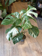 Kép betöltése a galériamegjelenítőbe: Monstera deliciosa albo variegata 12cm