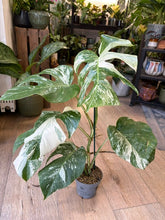 Kép betöltése a galériamegjelenítőbe: Monstera deliciosa albo variegata 12cm