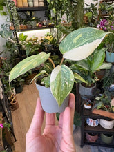 Kép betöltése a galériamegjelenítőbe: Philodendron gloriosum "Tricolor" 6cm