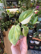 Kép betöltése a galériamegjelenítőbe: Philodendron gloriosum "Tricolor" 6cm