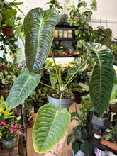 Kép betöltése a galériamegjelenítőbe: Anthurium veitchii 12cm