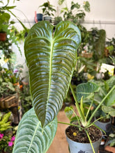 Kép betöltése a galériamegjelenítőbe: Anthurium veitchii 12cm