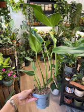 Kép betöltése a galériamegjelenítőbe: Monstera burle-marx "Flame" 12cm