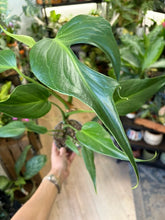 Kép betöltése a galériamegjelenítőbe: Monstera burle-marx "Flame" 12cm