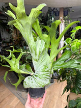 Kép betöltése a galériamegjelenítőbe: Platycerium superbum 12cm - Szarvasagancs páfrány - Giant Staghorn fern