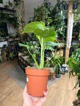 Kép betöltése a galériamegjelenítőbe: Monstera deliciosa "Bulbasaur" 12cm