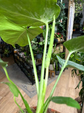 Kép betöltése a galériamegjelenítőbe: Monstera deliciosa "Bulbasaur" 12cm